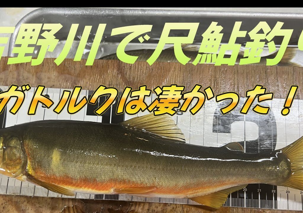 【吉野川の鮎釣り】尺鮎チャレンジ！メガトルクは凄い竿でした！！＃鮎釣り＃吉野川の鮎釣り＃尺鮎