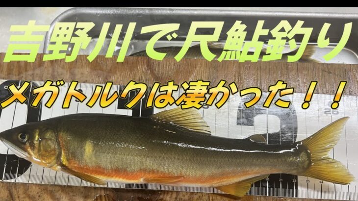 【吉野川の鮎釣り】尺鮎チャレンジ！メガトルクは凄い竿でした！！＃鮎釣り＃吉野川の鮎釣り＃尺鮎