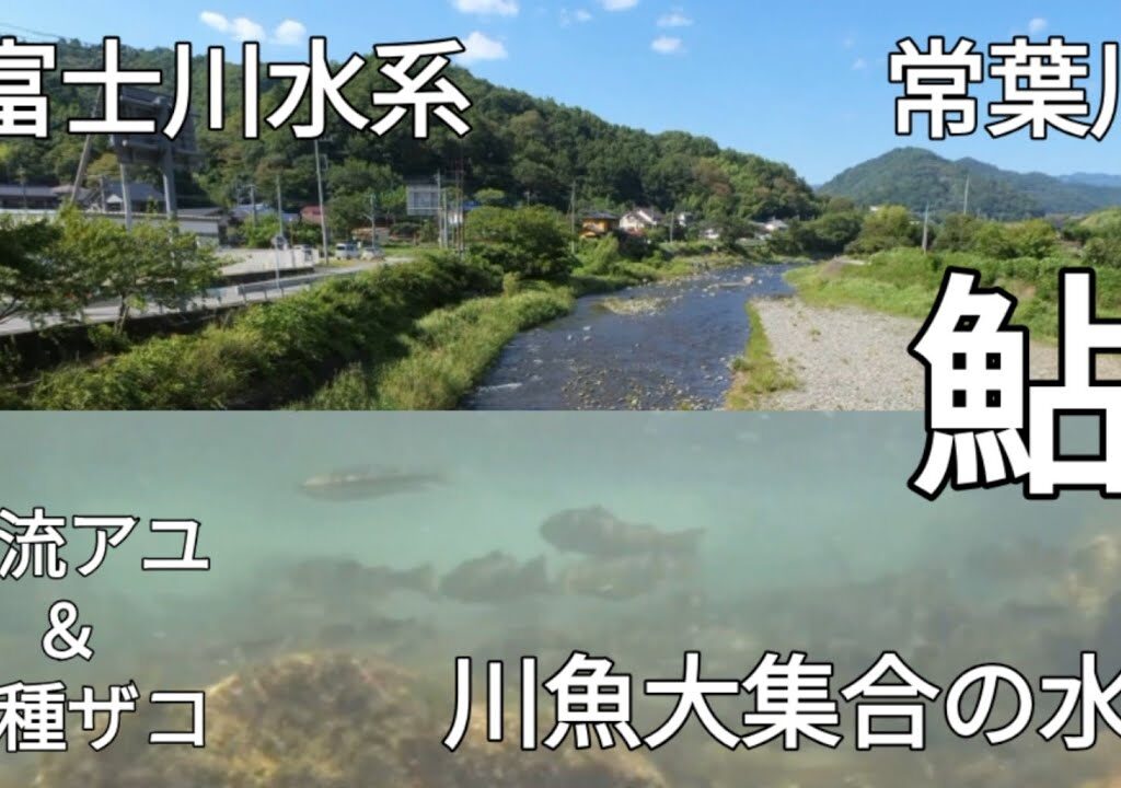 山梨　放流アユ＆各種川魚大集合　富士川水系・常葉川　#鮎釣り
