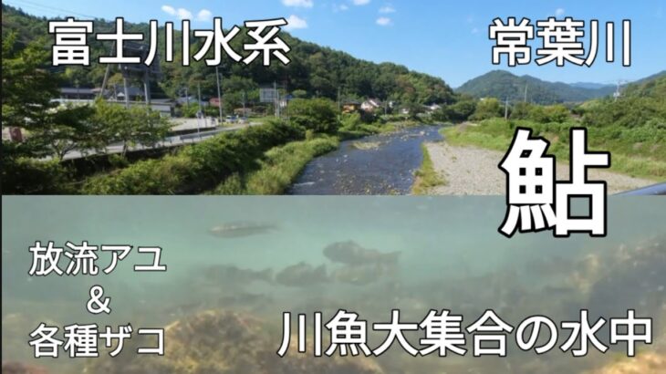 山梨　放流アユ＆各種川魚大集合　富士川水系・常葉川　#鮎釣り