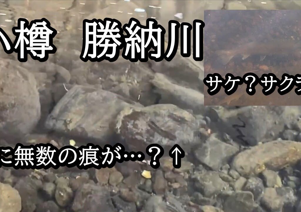 小樽　勝納川にサケ？サクラマス？と鮎【 北海道 釣り 水中映像 】