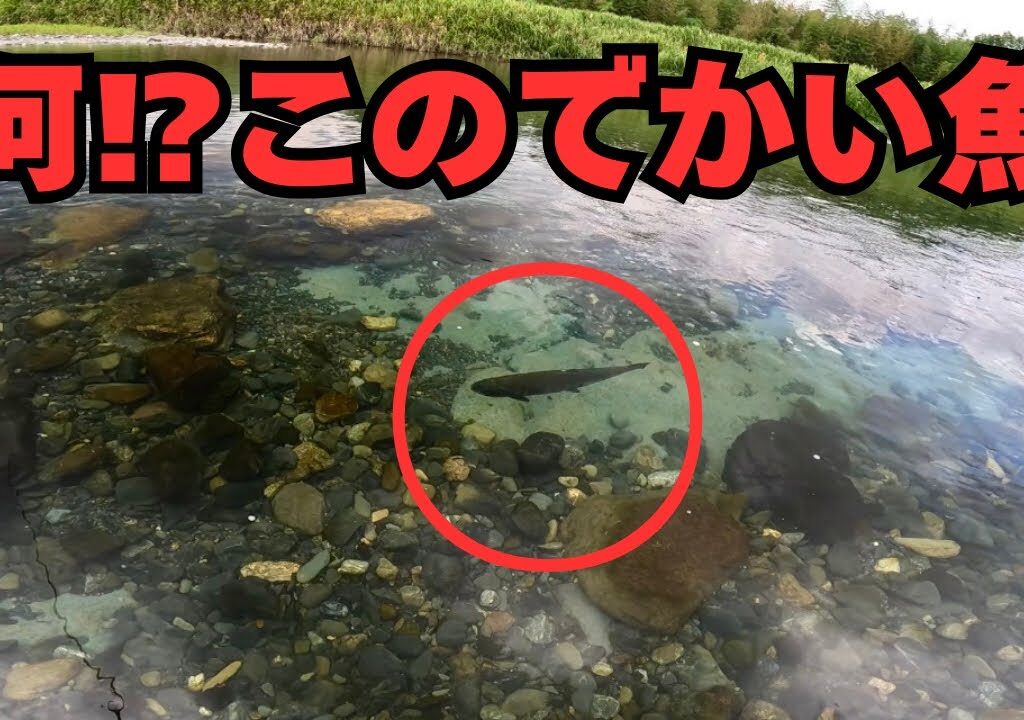 鮎釣り中に現れたデカい魚‼️‼️