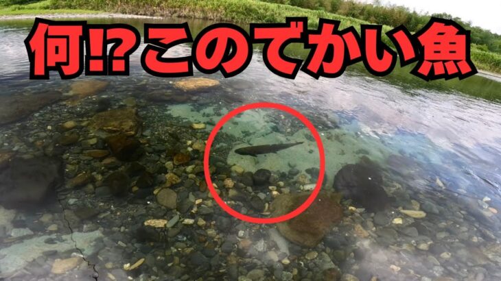 鮎釣り中に現れたデカい魚‼️‼️