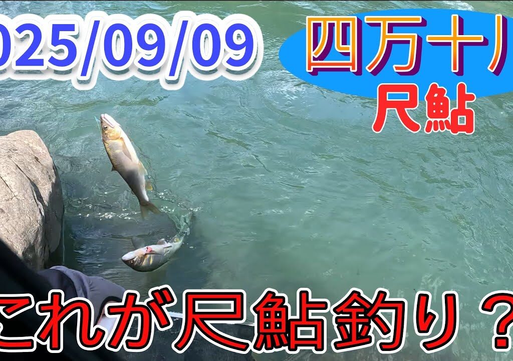 コレが四万十川の尺鮎釣り。まさかのキモ掛かりです。