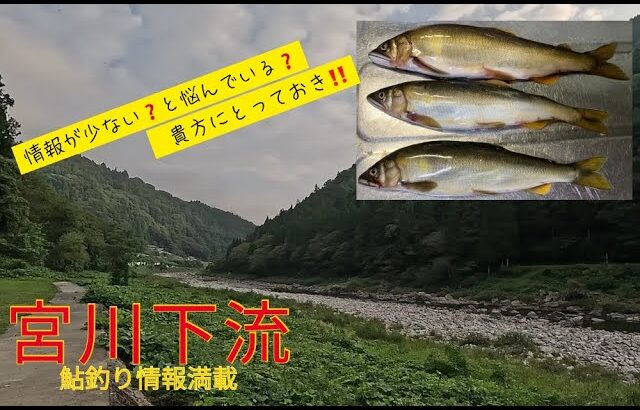 【２０２５年９月１０日　宮川下流　鮎釣り情報が少ない❓　と悩む❓　貴方へ　】