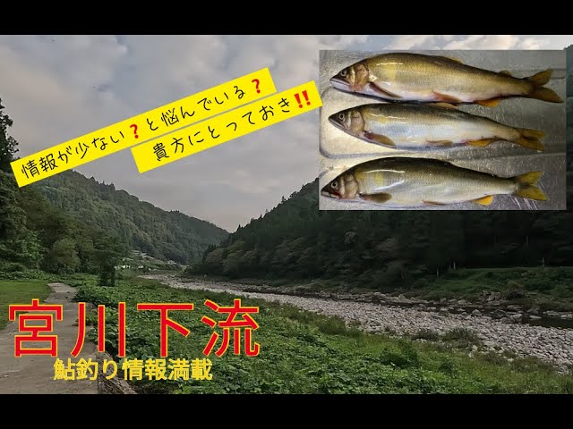 【２０２５年９月１０日　宮川下流　鮎釣り情報が少ない❓　と悩む❓　貴方へ　】