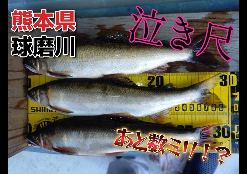 球磨川　泣き尺鮎に泣かされる！？