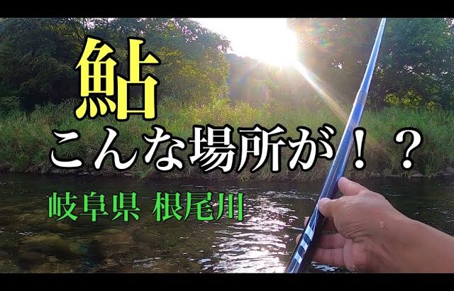 【鮎釣り】こんな場所が！？パラダイス？？　岐阜県 根尾川