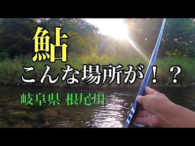 【鮎釣り】こんな場所が！？パラダイス？？　岐阜県 根尾川