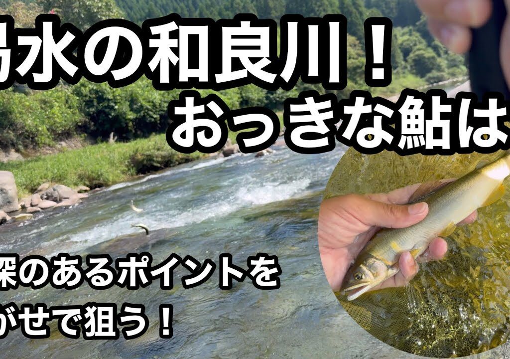 渇水の和良川！大鮎は深場を泳がせて誘い出す！