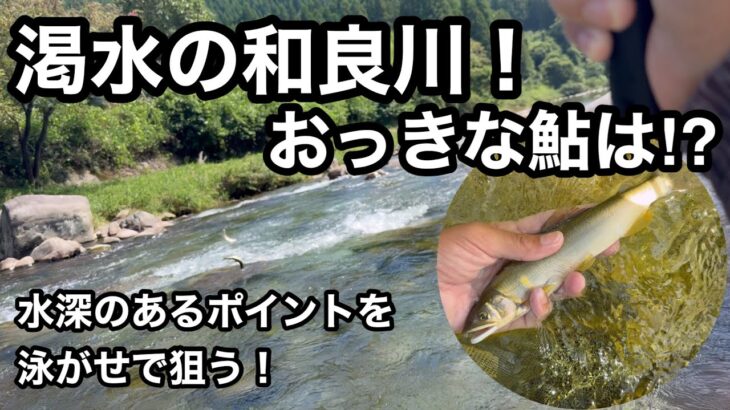 渇水の和良川！大鮎は深場を泳がせて誘い出す！