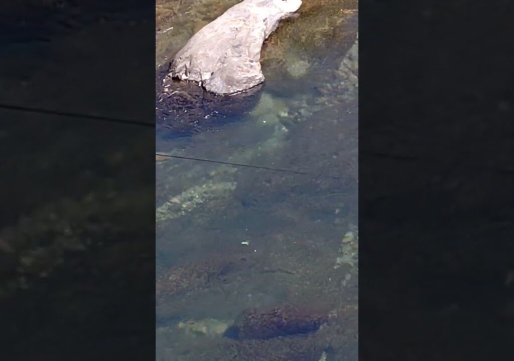 んっ、何かがおかしい🤔!?竿の先に鮎いるのに 🎣なかなか釣れませんね～😅 郡上市赤池#長良川#釣り