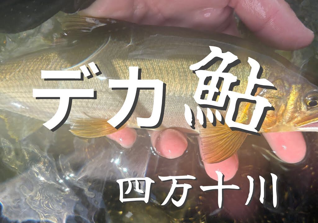 【鮎釣り】尺アユ狙い！好調の四万十川ですが、出るか？