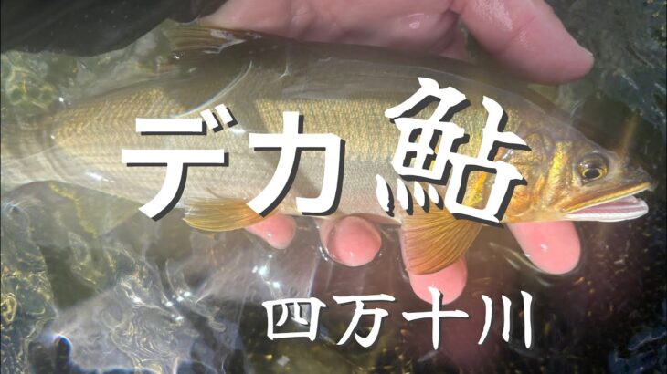 【鮎釣り】尺アユ狙い！好調の四万十川ですが、出るか？