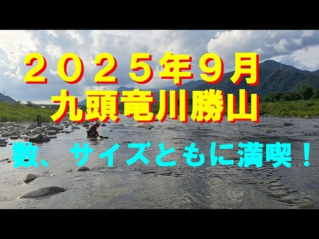 ２０２５年９月、九頭竜川勝山鮎釣り！数、サイズともに午前中で大満足！