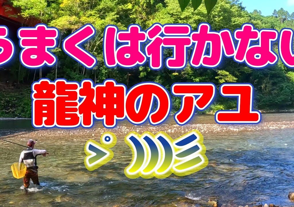【鮎釣り】段々と手ごわくなってきた!!