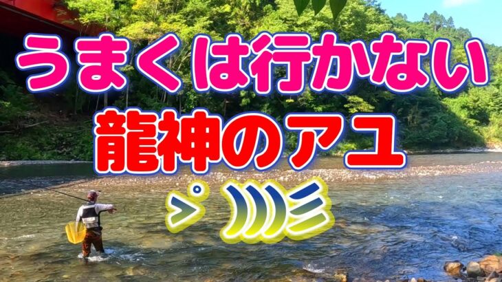 【鮎釣り】段々と手ごわくなってきた!!