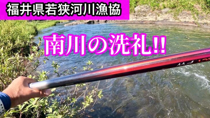 【福井県・南川】南川の洗礼！天然鮎の楽園で‥