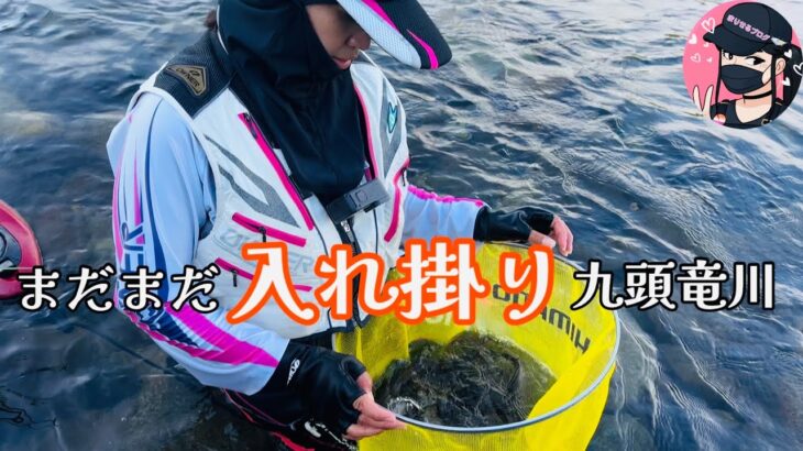 【鮎釣り】終盤戦の九頭竜川の鮎釣り🔥