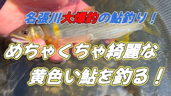【名張川鮎釣り】爆釣の名張川！！釣れ過ぎです＃鮎釣り＃名張川＃爆釣