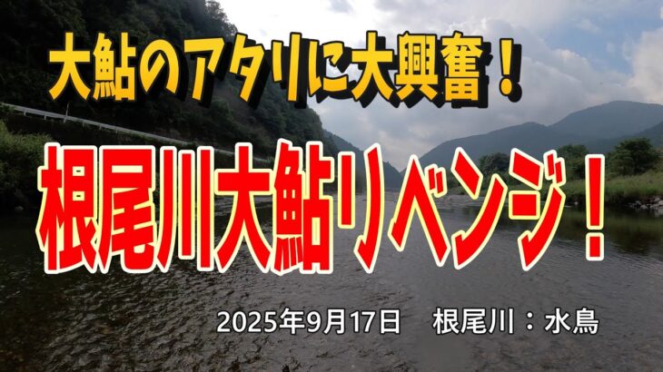 大鮎のアタリに大興奮！　根尾川大鮎リベンジ！