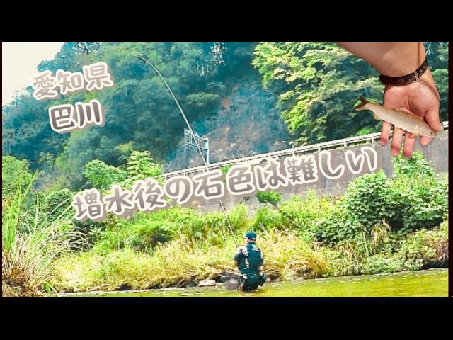 【鮎釣り】増水後の石色見て場所決め！！