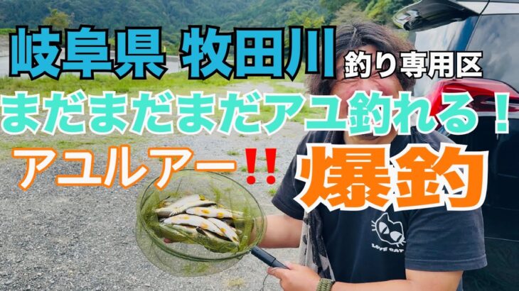 【爆釣鮎ルアー！】岐阜県牧田川でアユルアー！めちゃくちゃ釣れるよ！