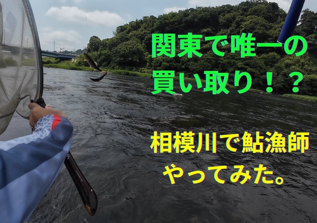 相模川で鮎漁師やってみた！果たしていくらになったのか！？
