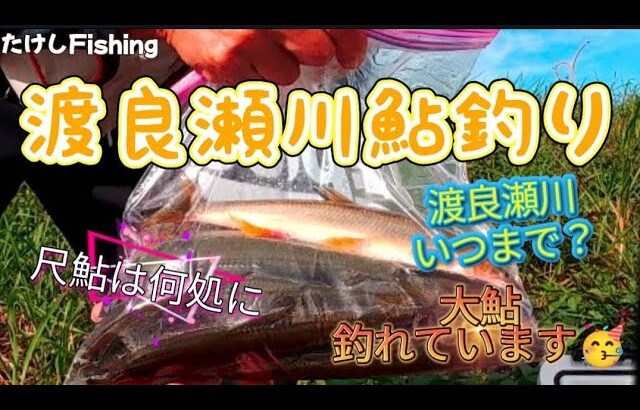 [鮎釣り]渡良瀬川どこでも釣れている🤯尺鮎は何処にいる🧐