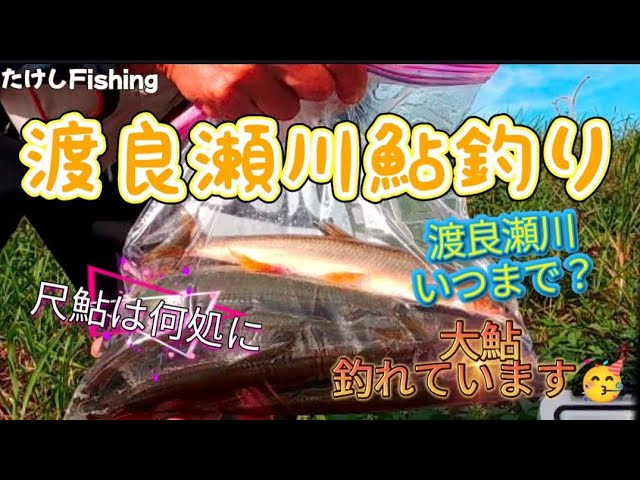 [鮎釣り]渡良瀬川どこでも釣れている🤯尺鮎は何処にいる🧐