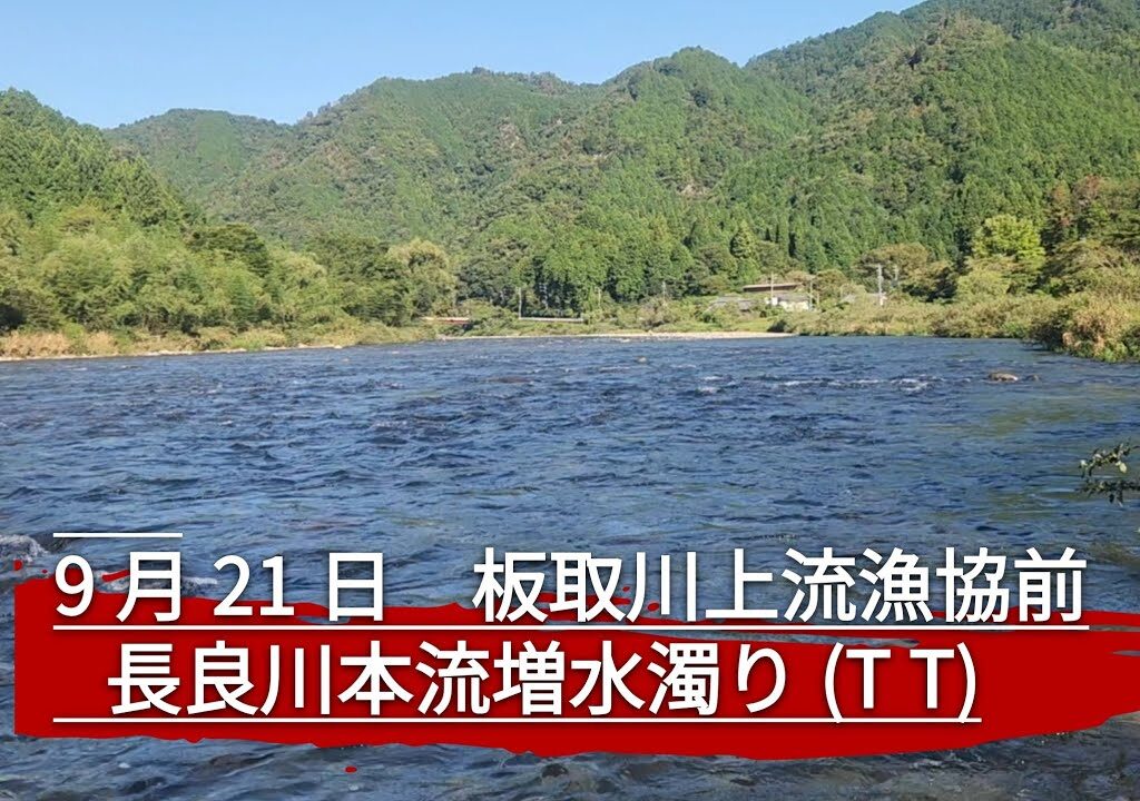 天気最高で釣れる鮎は真っ黄色！