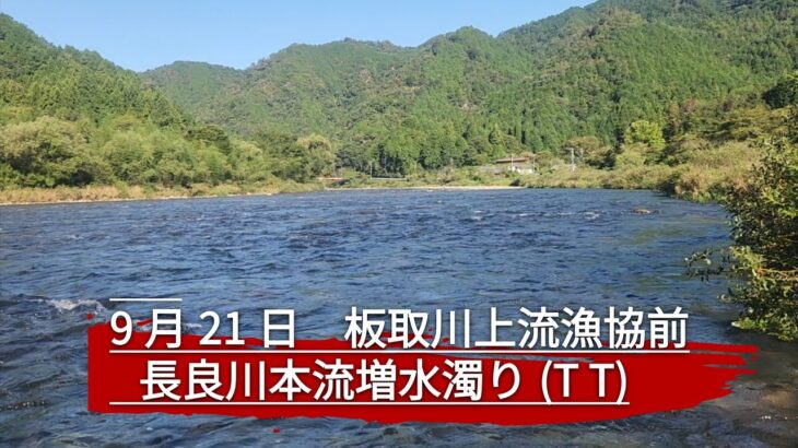 天気最高で釣れる鮎は真っ黄色！