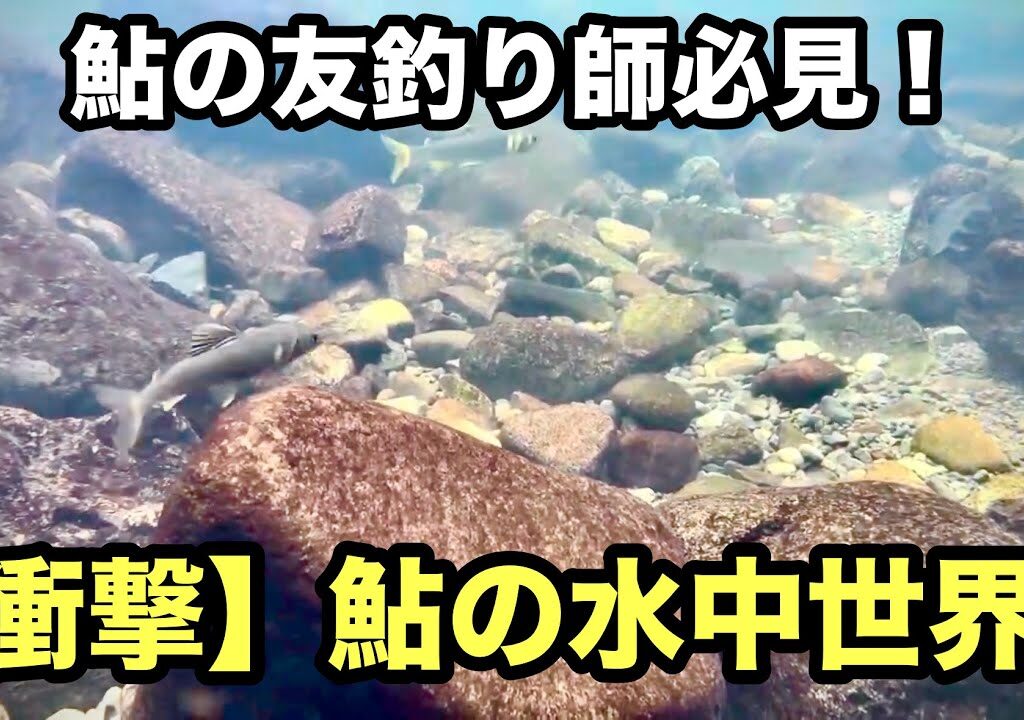 【衝撃】鮎の清流、水面下の真実！友釣り師も驚くアユの生態と秘密【水中映像】