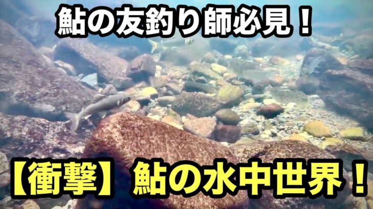 【衝撃】鮎の清流、水面下の真実！友釣り師も驚くアユの生態と秘密【水中映像】