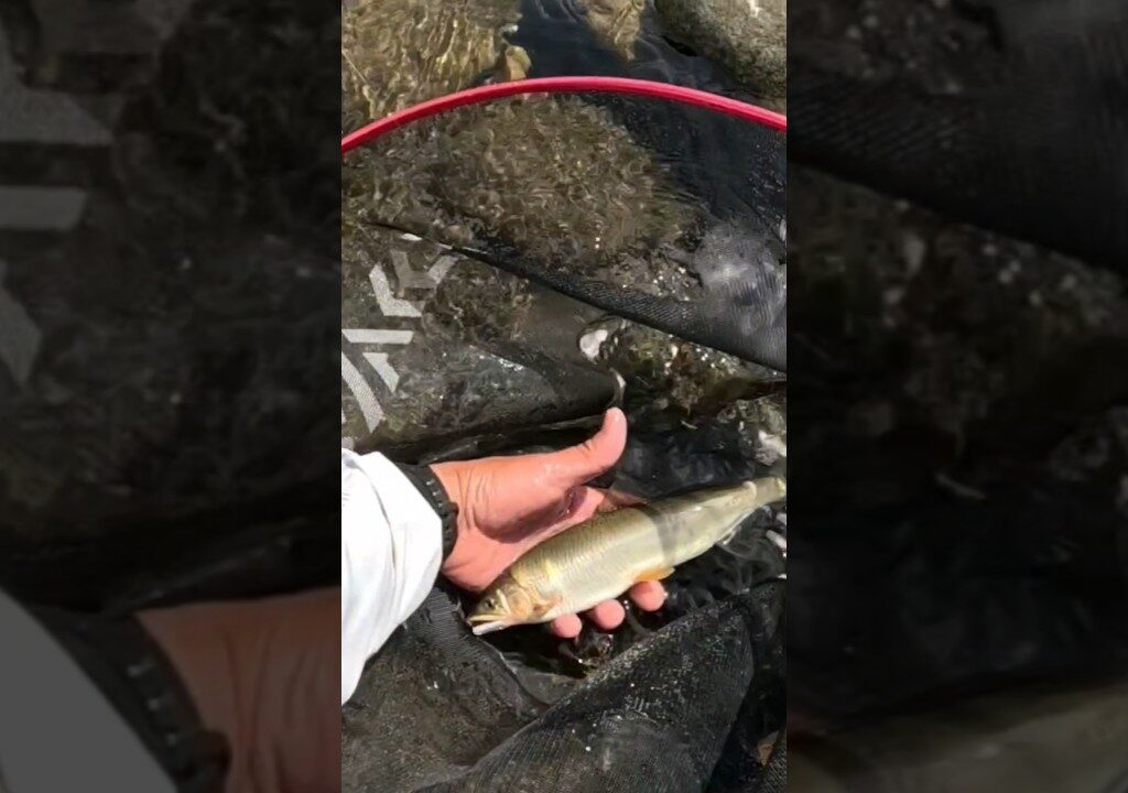 根尾川‼️尺鮎チャレンジ‼️憧れのポイントへ