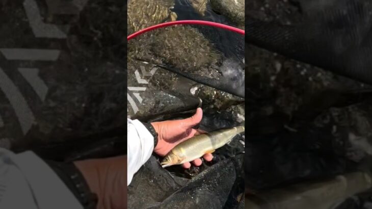 根尾川‼️尺鮎チャレンジ‼️憧れのポイントへ