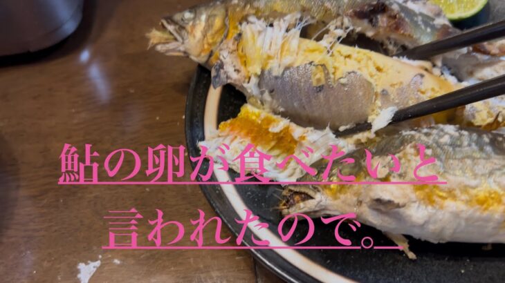 鮎の卵が食べたいと言われたので。獲りに行く編。ぶんよのぼんの日常#田舎暮らし#自然#美山町