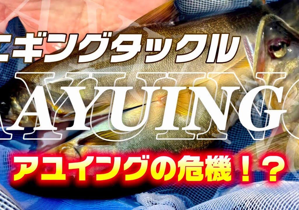アユイングをエギングタックルで！【友釣りのトラブルについて】 #釣り #エギング #アユイング