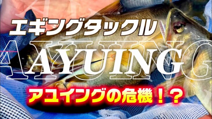 アユイングをエギングタックルで！【友釣りのトラブルについて】 #釣り #エギング #アユイング