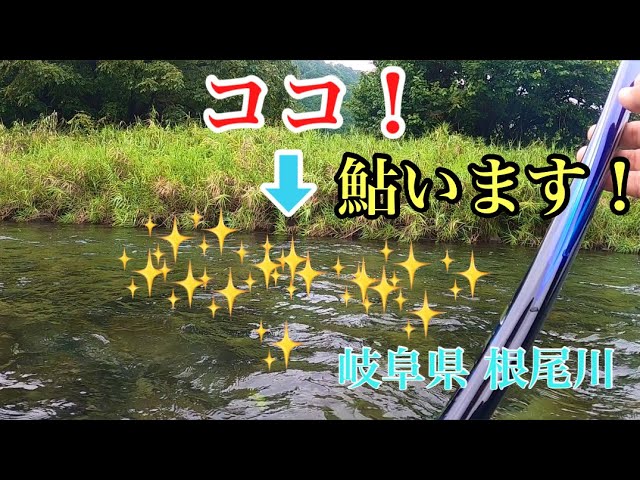 【鮎釣り】ヘチヘチパラダイス！岐阜県根尾川