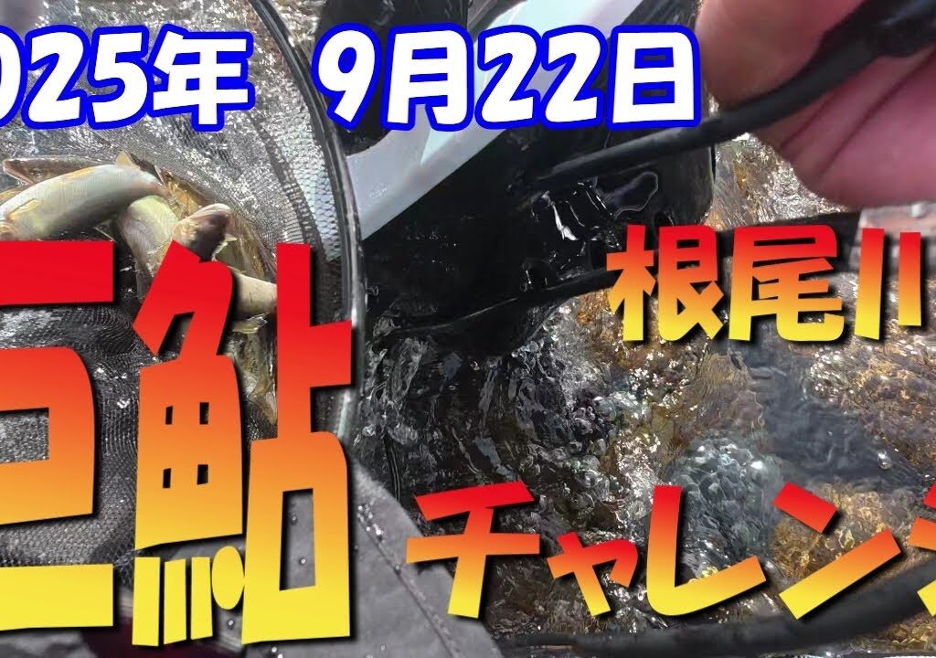 巨鮎をもとめて根尾川へ