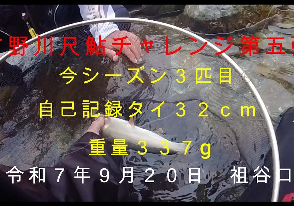 吉野川尺鮎チャレンジ第五弾（尺鮎３匹目）