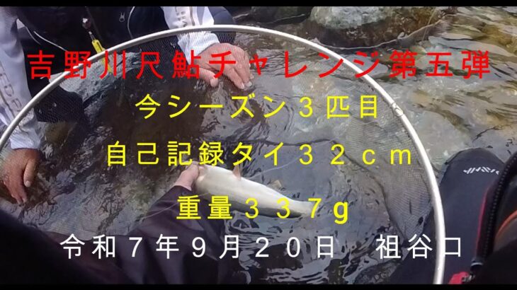 吉野川尺鮎チャレンジ第五弾（尺鮎３匹目）