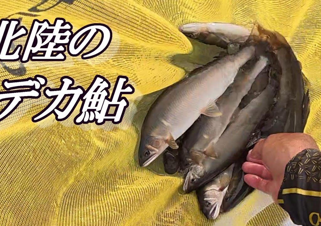 【鮎釣り】北陸のデカ鮎