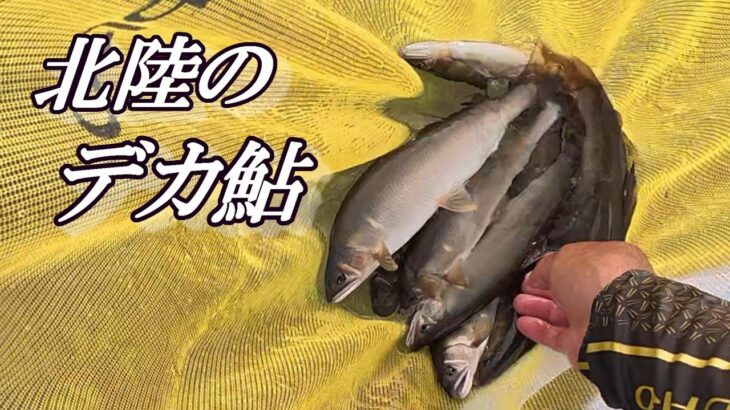 【鮎釣り】北陸のデカ鮎