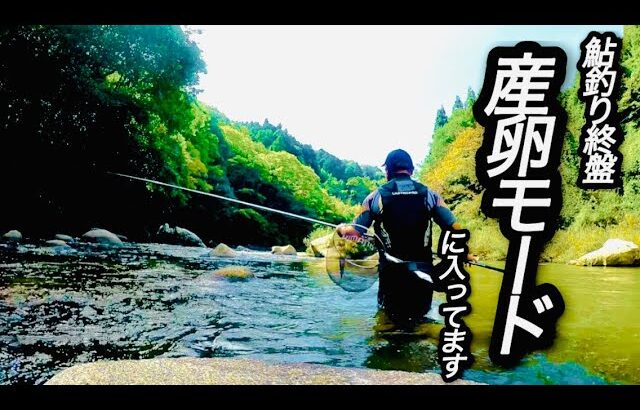【鮎釣り】鮎釣りも終盤！産卵を意識してる感じの場所で釣れました！