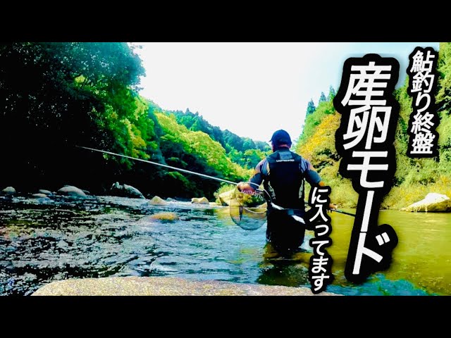 【鮎釣り】鮎釣りも終盤！産卵を意識してる感じの場所で釣れました！