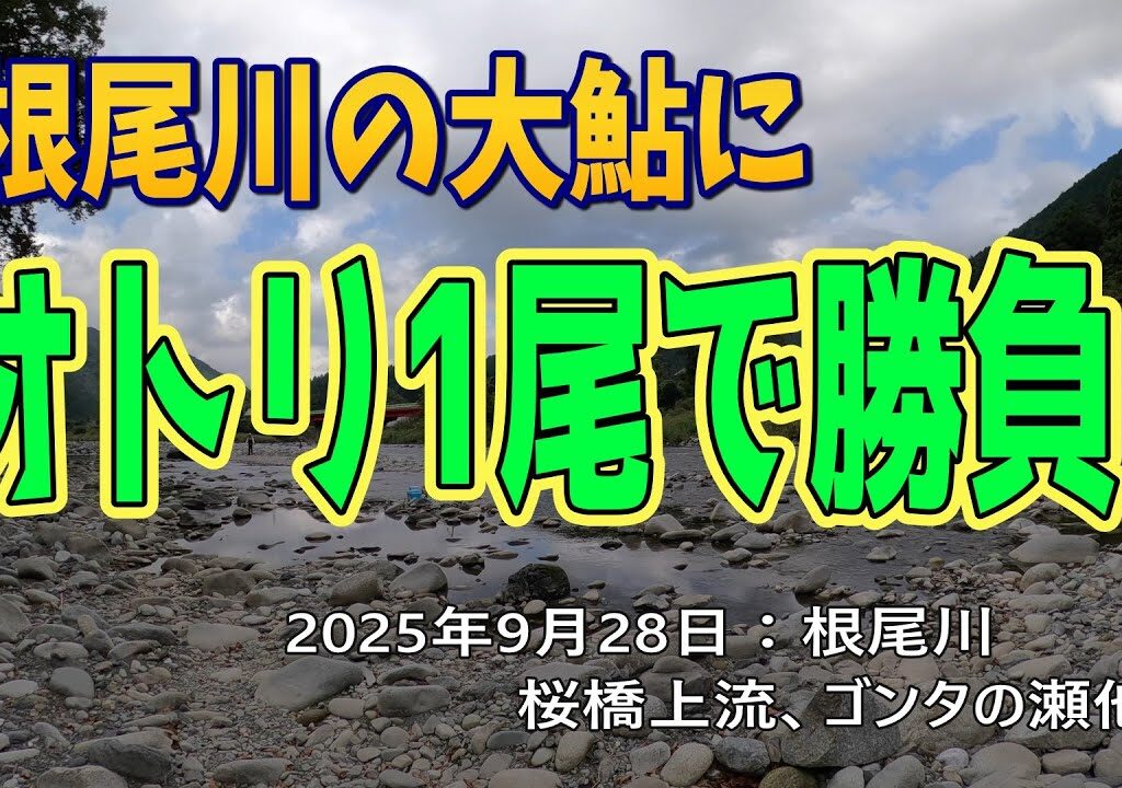 根尾川の大鮎にオトリ1尾で勝負！