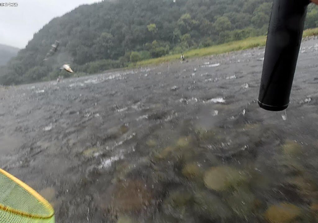 ２０２５,10,01根尾川漁協下