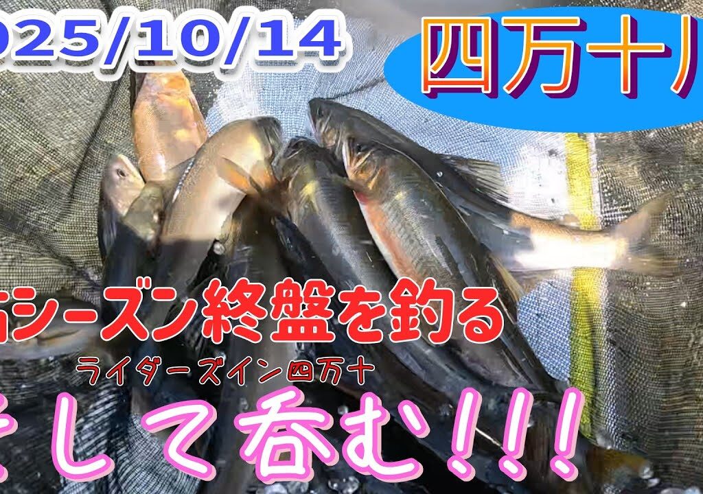 10月14日の四万十鮎師、尺鮎は釣れたのか？